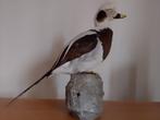 Moretta codona Taxidermie volledige montage - Clangula, Nieuw