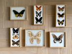 Vlinder Taxidermie volledige montage - Vlinder - 25 cm - 25, Nieuw