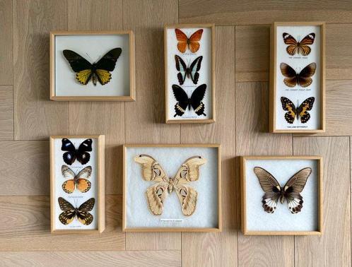 Vlinder Taxidermie volledige montage - Vlinder - 25 cm - 25, Verzamelen, Dierenverzamelingen