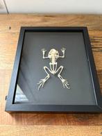 Kikker Skelet - Duttaphrynus melanostictus - 23 cm - 19 cm -, Verzamelen, Dierenverzamelingen, Nieuw