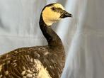 Oca facciabianca Taxidermie volledige montage - Branta, Nieuw