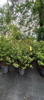 Lagerstroemia Lipan indische sering 175cm Roze, Tuin en Terras, Ophalen