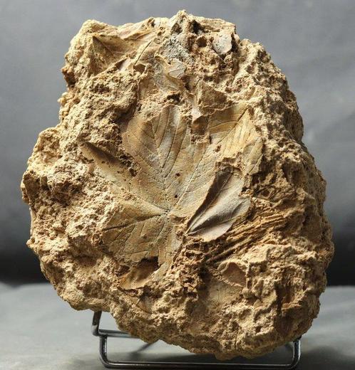 Fijn fossiele plant - Zelden aangeboden - Versteende, Verzamelen, Mineralen en Fossielen