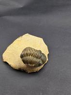 Trilobiet - Gefossiliseerd dier - Phacops - 4 cm