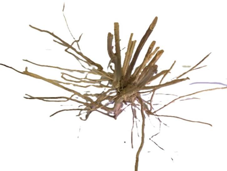 Driftwood Selected DW8 - 50x35x20cm (Small drift wood), Dieren en Toebehoren, Vissen | Aquaria en Toebehoren, Plant(en), Steen of Hout