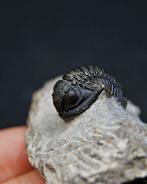 Trilobiet - Gefossiliseerd dier - Proetus granulosus (Zonder