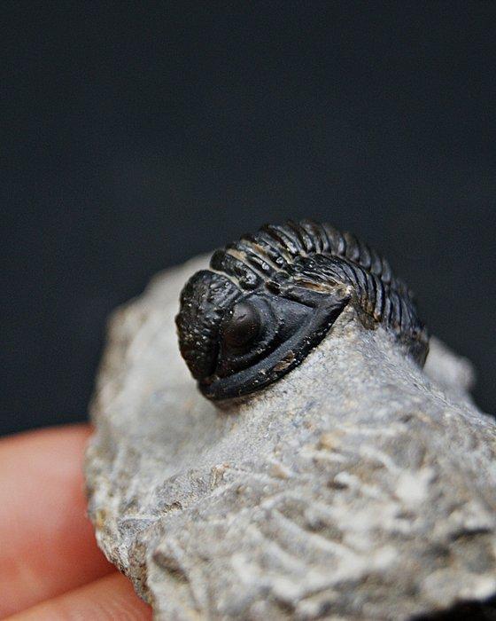 Trilobiet - Gefossiliseerd dier - Proetus granulosus (Zonder, Verzamelen, Mineralen en Fossielen