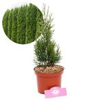 haagconifeer Thuja occidentalis Smaragd+ Pot 1, Tuin en Terras, Planten | Tuinplanten, Verzenden