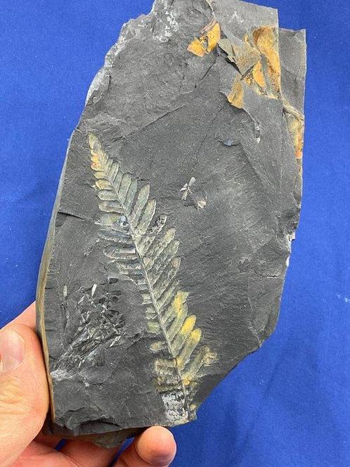 Indrukwekkend zeldzame kleurrijke plantenoefen -, Verzamelen, Mineralen en Fossielen