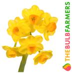 The Bulb Farmers - 50 x Narcis Grand Soleil dOr - geel, Verzenden, Najaar, Volle zon, Bloembol