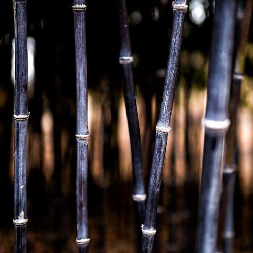 Niet woekerende bamboe (fargesia) - winterhard, Tuin en Terras, Planten | Struiken en Hagen, Bamboe, Haag, 100 tot 250 cm, Ophalen of Verzenden