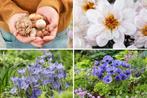 Bloembollenmix blauw en wit (125 stuks), Tuin en Terras, Planten | Tuinplanten