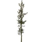 Steeneik - Quercus Ilex - Omtrek: 18-25 cm | Hoogte: 400 cm, Tuin en Terras, Planten | Bomen, Ophalen of Verzenden