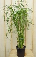 Parapluplant Papyrus Cyperus Alternifolius Kamerplant - Ware, Huis en Inrichting, Kamerplanten, Verzenden