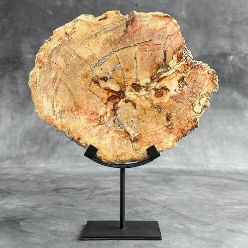Prachtig stuk versteend hout op een op maat gemaakte, Antiek en Kunst, Kunst | Designobjecten