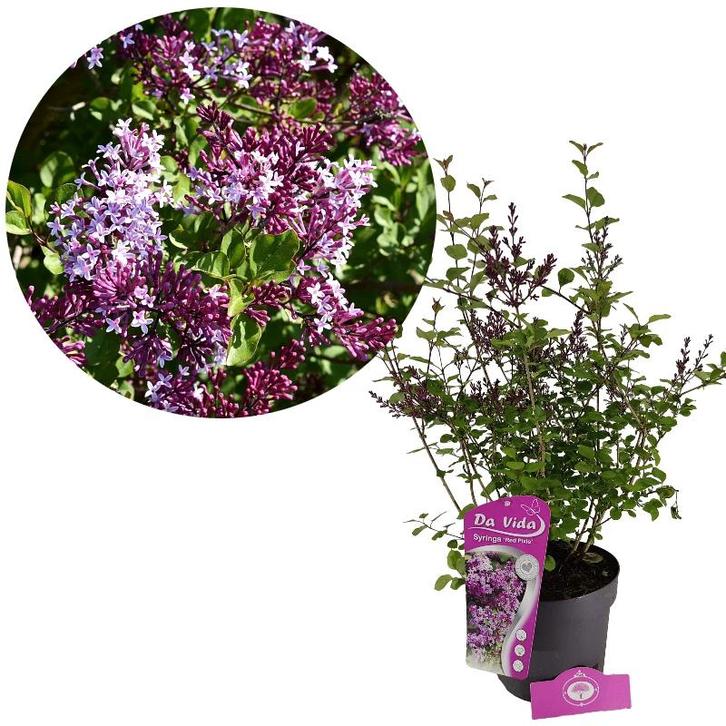 Syringa Red Pixie + pot 19cm, Tuin en Terras, Planten | Tuinplanten, Verzenden