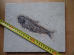 Vis - Fossiele sterfteplaat - Knightia sp. - 20.5 cm - 24.5