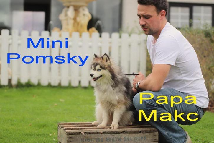 Pomsky pups - Mini Husky - Belgisch Pomskie fokker, Dieren en Toebehoren, Honden | Poolhonden, Keeshonden en Oertypen, Meerdere