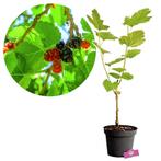 Moerbei Morus illinois ?Everbearing? + Pot 17c, Verzenden, Volle zon
