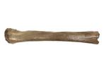 Woolly Mammoth Radius - Fossiel bot - Mammuthus primigenius