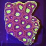 Favia Ultra Dragon Soul M (Circa 9 ogen), Dieren en Toebehoren, Ophalen of Verzenden, Nieuw