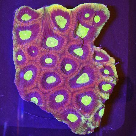 Favia Ultra Dragon Soul M (Circa 9 ogen), Dieren en Toebehoren, Vissen | Aquaria en Toebehoren, Ophalen of Verzenden