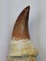 Mosasaurus - Fossiele tand - 14 cm (Zonder Minimumprijs)