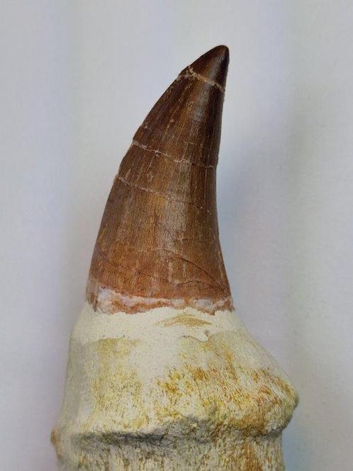 Mosasaurus - Fossiele tand - 14 cm (Zonder Minimumprijs), Verzamelen, Mineralen en Fossielen