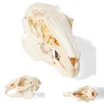 Anatomie model schedel konijn, Nieuw, Verzenden