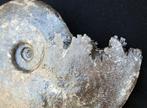 Ammoniet met sutuur-lijnen - Gefossiliseerde schelp -, Verzamelen, Mineralen en Fossielen