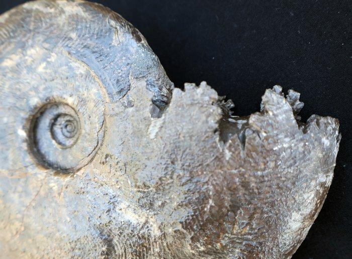 Ammoniet met sutuur-lijnen - Gefossiliseerde schelp -, Verzamelen, Mineralen en Fossielen