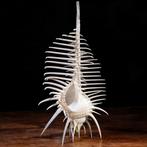 Prachtig verzamelobject. Murex Pecten, ook bekend als, Verzamelen, Mineralen en Fossielen