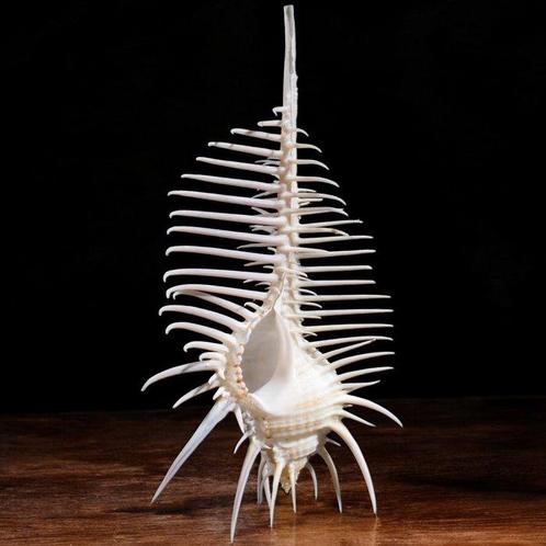 Prachtig verzamelobject. Murex Pecten, ook bekend als, Verzamelen, Mineralen en Fossielen