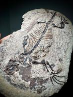Museum 250 miljoen jaar leguaan met gastrolieten - Fossiel, Verzamelen