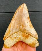 Megalodon - Fossiele tand - 13 cm - 10 cm