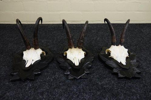 Chamois - skull with horns Schedel - Rupicapra rupicapra - 0, Verzamelen, Dierenverzamelingen