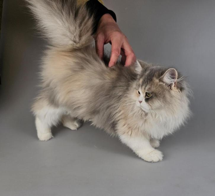 BIJZONDERE KLEUR! lilac creme langharig poesje - raszuiver, Dieren en Toebehoren, Katten en Kittens | Raskatten | Korthaar, Poes