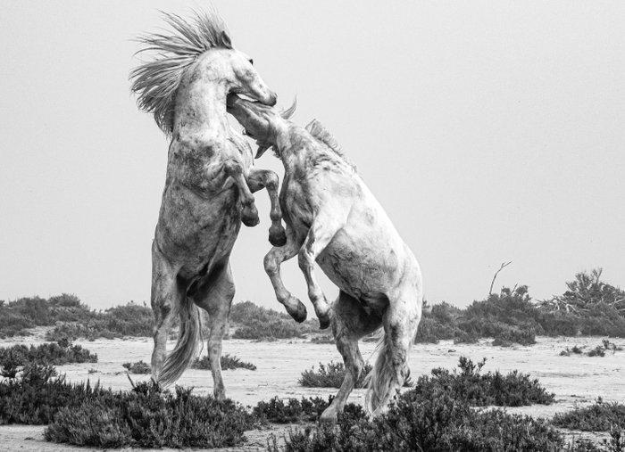 Jeffrey Van Daele - Stallion Showdown, Antiek en Kunst, Kunst | Designobjecten