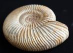 Ammoniet - Gefossiliseerde schelp - Hammatoceras -