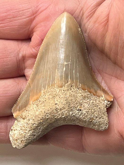 Megalodon tand 7,4 cm - Fossiele tand - Carcharocles, Verzamelen, Mineralen en Fossielen