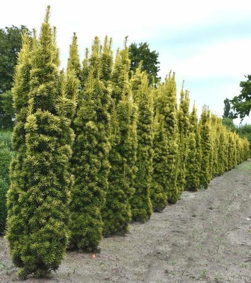 Gele venijnboom Taxus baccata David Haag 60-80 Kluit, Tuin en Terras, Planten | Struiken en Hagen