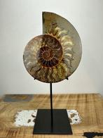 Ammoniet - Gefossiliseerde schelp - Aioloceras (Cleoniceras), Verzamelen