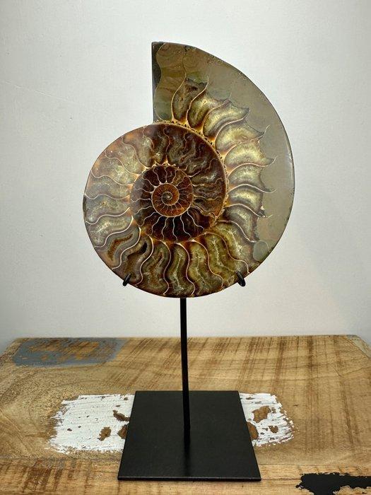 Ammoniet - Gefossiliseerde schelp - Aioloceras (Cleoniceras), Verzamelen, Mineralen en Fossielen