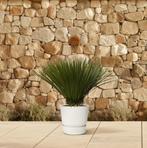 Yucca Rostrata | 70cm - Ø30cm, Verzenden