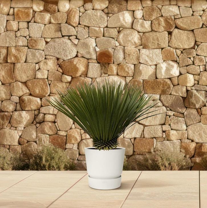 Yucca Rostrata | 70cm - Ø30cm, Huis en Inrichting, Kamerplanten, Verzenden