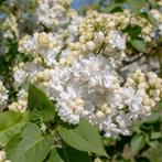 Syringa vulgaris Mme Lemoine - 40-60 cm, Tuin en Terras, Ophalen of Verzenden