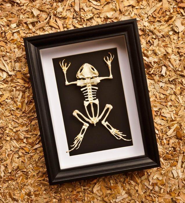 Skelet kikker Taxidermie volledige montage - Duttaphrymus -, Antiek en Kunst, Curiosa en Brocante