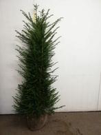 Taxus Baccata, Tuin en Terras, Planten | Bomen, Ophalen of Verzenden, Bloeit niet, Halfschaduw, Overige soorten