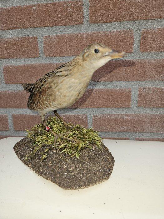 Europese kwartelkoning Taxidermie volledige montage - Crex, Verzamelen, Dierenverzamelingen