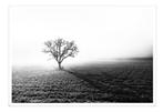 Fabio Accorrà - The lonely tree XXL